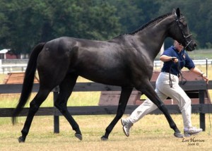 Obrazek