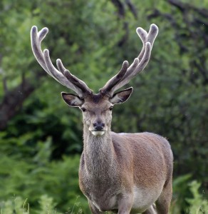 red-deer.jpg