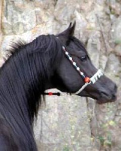 bs-ddiabolo_01.jpg