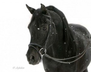 arabian_stallion_black_horse.jpg